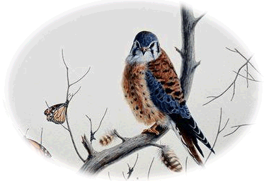 Painting of our namesake, the Kestrel Falcon